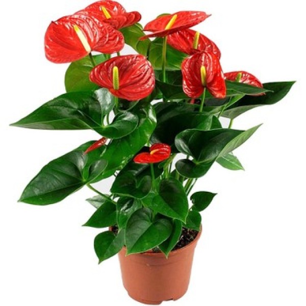 Anthurium Bitkisi Antoryum